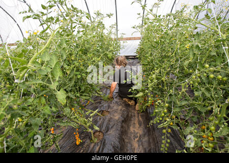 Female farmer, weeding trellised/climbing tomato plants in tunnel. Stock Photo