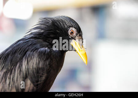 A closeup Common Myna (Acridotheres) Stock Photo