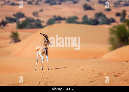 Arabian sand gazelle in the desert of the Middle East, Arabian ...