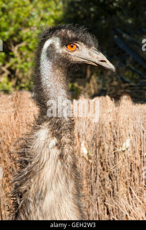 a close up of one emu with long neck head view