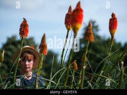 Horticulturalist Sophie tends to some Kniphofia Uvaria 'Nobilis' (red-hot pokers) on the Great Broad Walk Borders at Kew Gardens, the world's longest double herbaceous borders which span 320 metres and contain 30,000 plants. Stock Photo