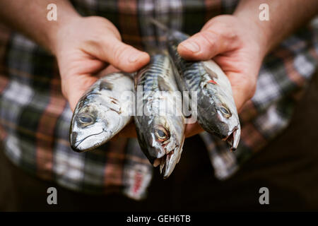 Close up of a chef holding a three fresh Mackerel in his hands. Stock Photo