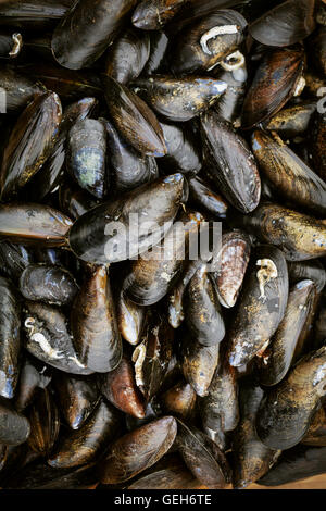 Close up of fresh Black Mussels. Stock Photo