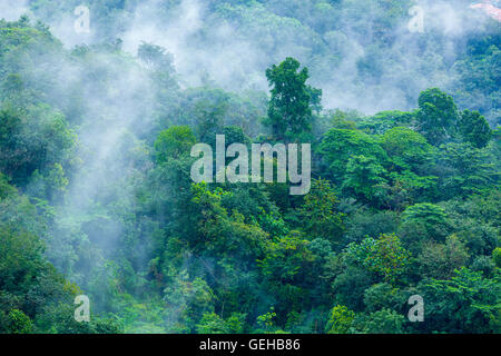 Steamy tropical forest with morning mist evaporating 2 Stock Photo