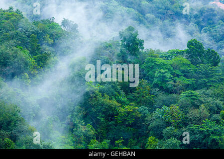 Steamy tropical forest with morning mist evaporating 3 Stock Photo