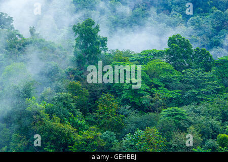 Steamy tropical forest with morning mist evaporating 5 Stock Photo