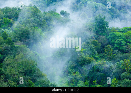 Steamy tropical forest with morning mist evaporating 4 Stock Photo