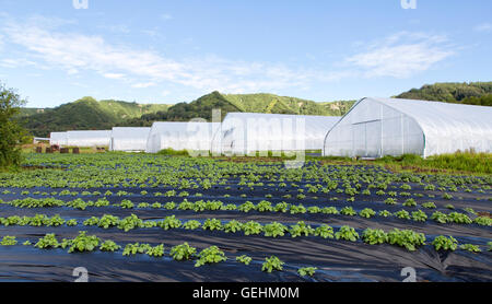 Tunnels growing various vegetables & hops, rows of potatoes in foregorund. Stock Photo