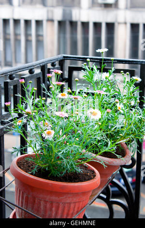 Flowers daisies- margaritas in  in a flowerpots hanging on a balcony in a city center Stock Photo
