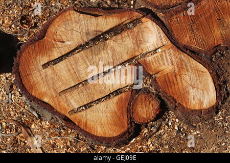 Cut Off Tree. Chopped tree ring with three deep slots. A gash in a cut off tree trunk in the field. Top view of cut tree. Stock Photo