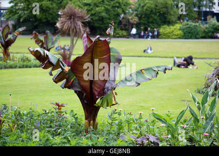 Large red leaves of a banana plant in an ornamental park and garden. Stock Photo