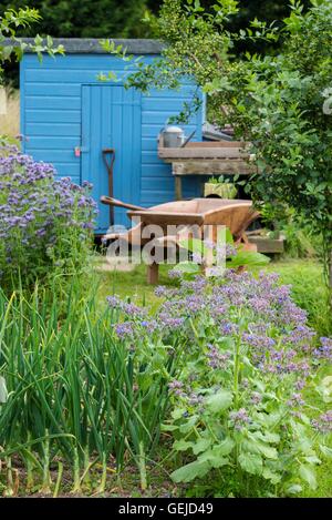 Informal rustic allotment with flowering Phacelia tanacetifolia Borage, onion crop and blue painted storage shed. Stock Photo