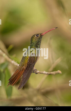 Buff-bellied Hummingbird (Amazilia yucatanensis) perched at Hugh Ramsey Nature Park in Harlingen, Texas, USA Stock Photo