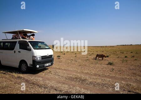 (160727) -- NAIROBI, July 27, 2016 (Xinhua) -- Tourists take photos of a lion at Maasai Mara National Reserve, Kenya, July 24, 2016. Kenya has recorded minimal wildlife attacks on humans inside parks and game reserves thanks to solid measures that include enhanced vigilance and public outreach, an official said on Tuesday.  (Xinhua/Pan Siwei) (wjd) Stock Photo