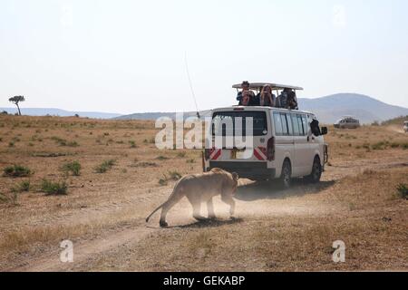 (160727) -- NAIROBI, July 27, 2016 (Xinhua) -- Tourists take photos of a lion at Maasai Mara National Reserve, Kenya, July 24, 2016. Kenya has recorded minimal wildlife attacks on humans inside parks and game reserves thanks to solid measures that include enhanced vigilance and public outreach, an official said on Tuesday.  (Xinhua/Pan Siwei) (wjd) Stock Photo