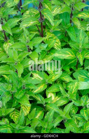 Mentha x gracilis 'Variegata' - Ginger Mint. Stock Photo