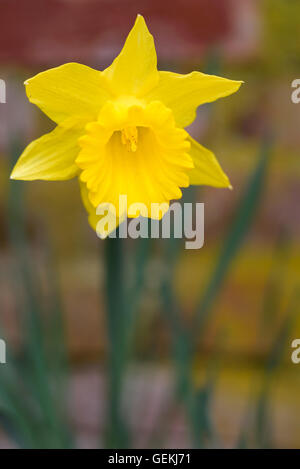 Closeup of a single daffodil, against a blurred brick background Stock Photo