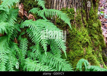 Vibrant winter scene in the woods, closeup of fern growing from a tree Stock Photo