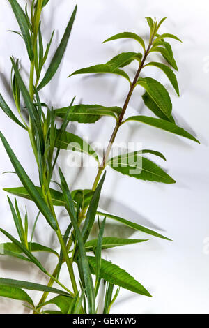 Close up of lemon vernena and tarragon on a white background Stock Photo