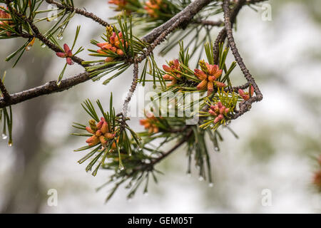 Small Pine Cones Grow on Fir Tree with rain drops on the needle tips Stock Photo