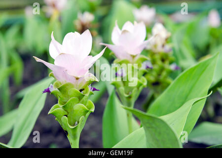 Siam Tulip flowers (also known as Curcuma alismatifolia, summer tulip, hybrid tulip, hot tulip, Zingiberales) Stock Photo
