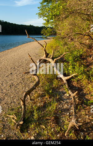 Dead branch lying on a lakeshore. Walden Pond State Reservation, Concord, MA, USA Stock Photo