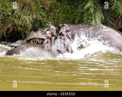 A Pair Of Bull Hippopotami (Hippopotamus amphibius) Fighting For Territory In The Bushman River Stock Photo