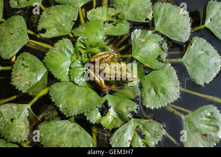 A frog on a lily pond Stock Photo