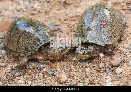 Common musk turtle, stinkpot, Sternotherus odoratus, native to southeastern Canada and eastern Unite States Stock Photo