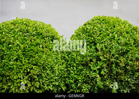 spherical boxwood shrubs on a gray background Stock Photo