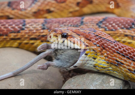 Corn snake, or red rat snake, Pantherophis guttatus/Elaphe guttata, feeding on mouse Stock Photo