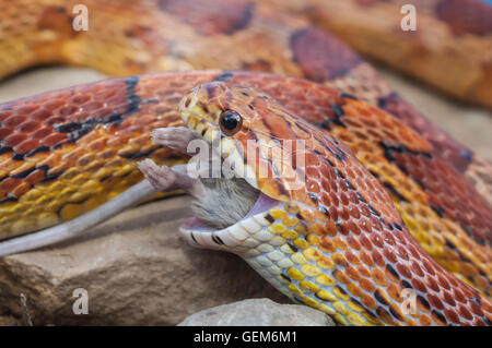 Corn snake, or red rat snake, Pantherophis guttatus/Elaphe guttata, feeding on mouse Stock Photo