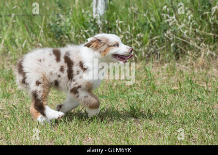 Nine-week-old  Red merle Australian shepherd dog, puppy Stock Photo