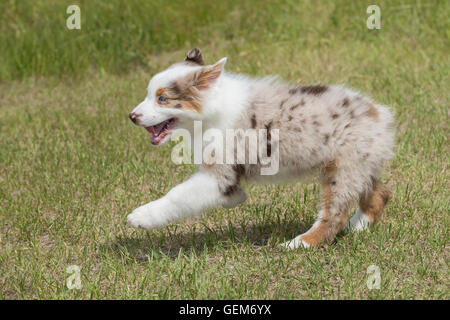 Nine-week-old  Red merle Australian shepherd dog, puppy Stock Photo