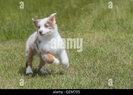 Nine-week-old  Red merle Australian shepherd dog, puppy Stock Photo