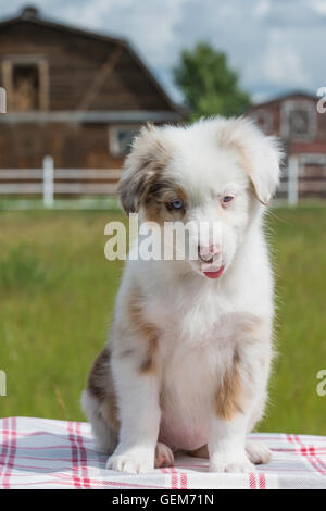 Nine-week-old  Red merle Australian shepherd dog, puppy Stock Photo