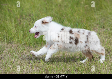 Nine-week-old  Red merle Australian shepherd dog, puppy Stock Photo