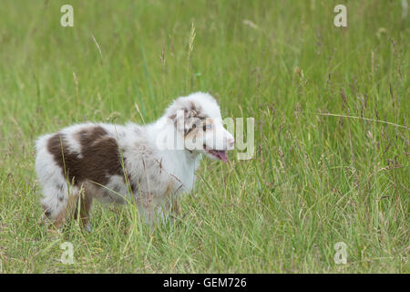 Nine-week-old  Red merle Australian shepherd dog, puppy Stock Photo