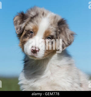 Eight-week-old  Red merle Australian shepherd dog, puppy Stock Photo