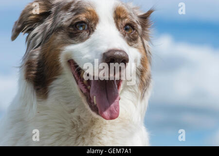 Red merle Australian shepherd dog, female Stock Photo