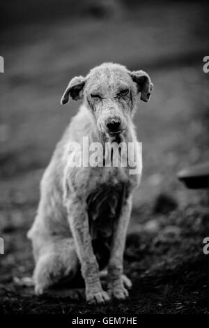 Black and white photo of a lost abandoned dog Stock Photo