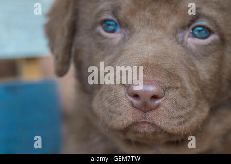 Six week old Chesapeake Bay Retriever puppy Stock Photo