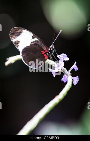 The Cydno Longwing butterfly Stock Photo