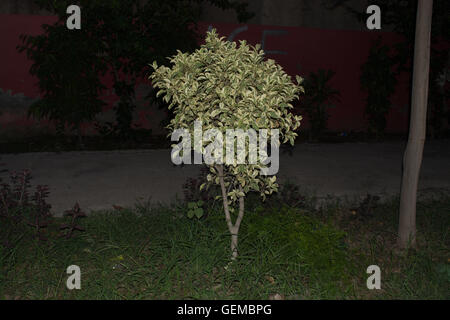 Ficus benjamina night view. Stock Photo