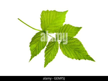raspberry leaf isolated on white Stock Photo