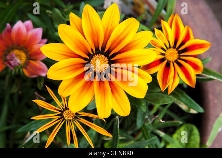 Gazania in full flower, Stock Photo