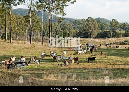 Australian country landscape beef cattle on rural ranch farm land and gum trees Stock Photo