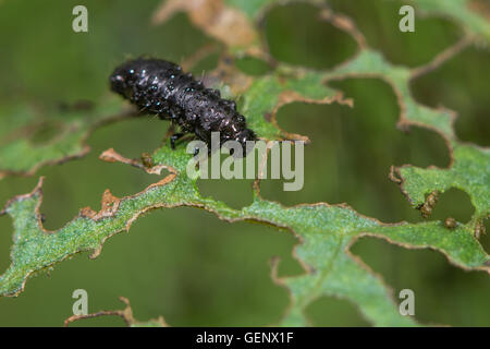 Green dock beetle (Gastrophysa viridula) larva. Immature form in family Chrysomelidae, on skeleton of eaten leaf of foodplant Stock Photo
