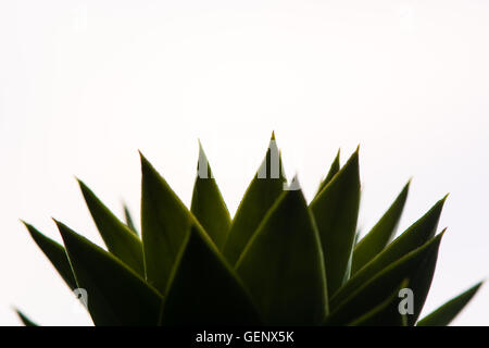 Monkey puzzle tree (Araucaria araucana) leaves. Sharp scaly leaves of conifer in family Araucariaceae, seen against bright sky