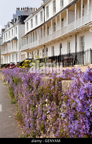 UK, England, Devon, Sidmouth, colourful campanula  flowers growing in front of  Fortfield Terrace Stock Photo